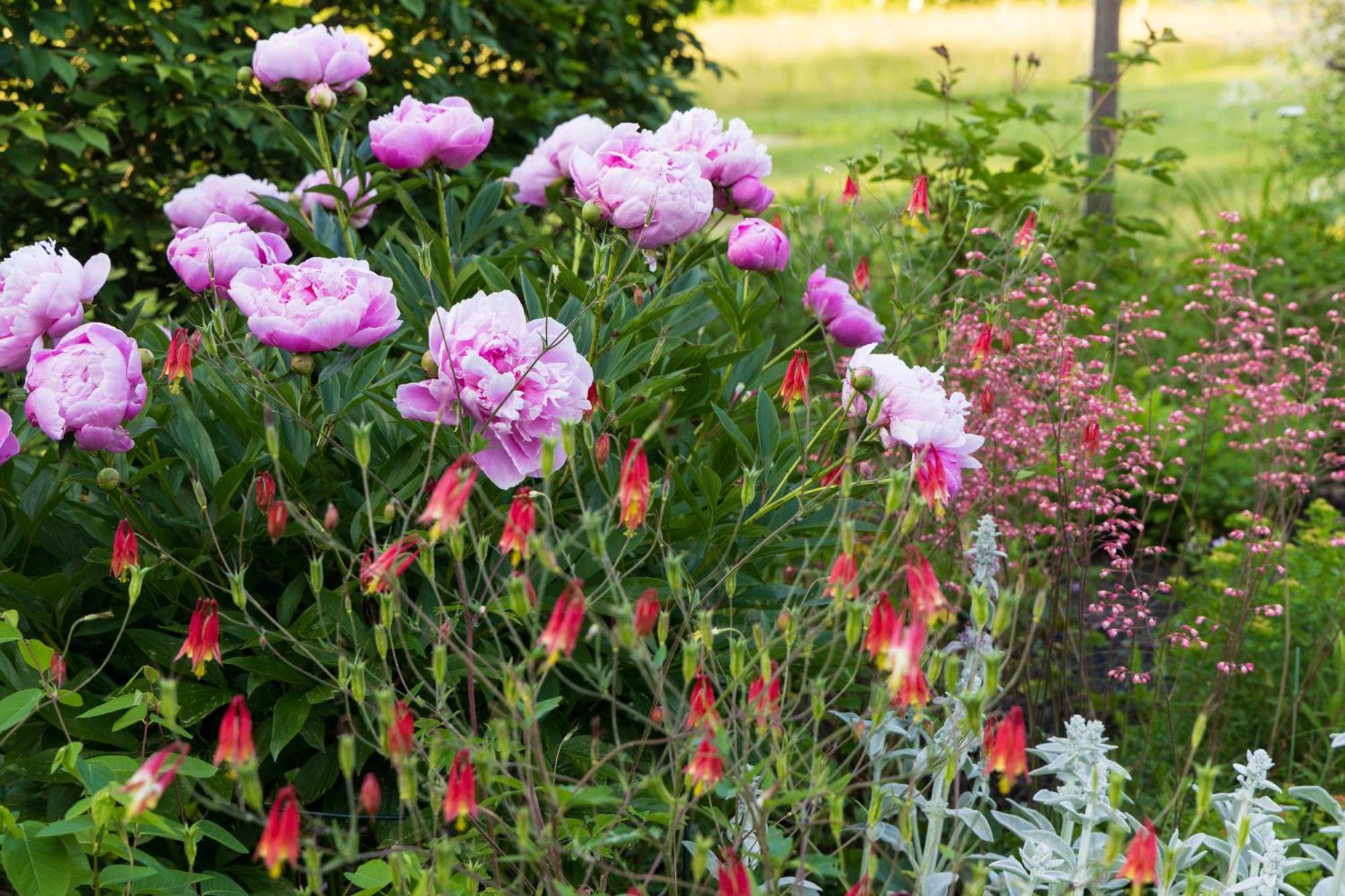 Maguire House Bed And Breakfast Ashburnham Exteriér fotografie